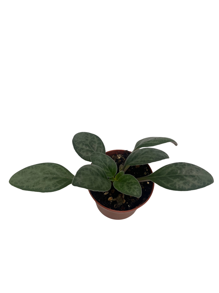 JV's Grey Goose Asian Violet - Primulina - House Plant - 2.5" Pot