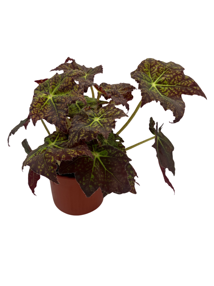 Starburst Begonia Plant - Rhizomatous Begonia - 4" Pot