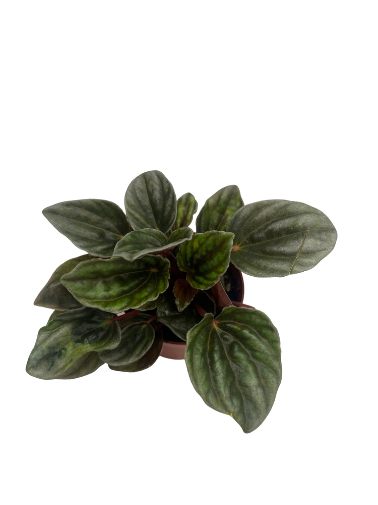 Santiago Peperomia - Peperomia caperata - Houseplant - 2.5" Pot