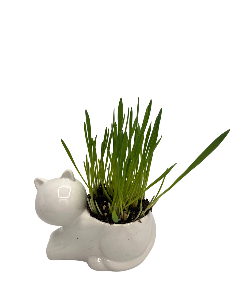 DIY Cat Grass Growing Kit with 2.5" Ceramic Cat Planter, Organic Seeds and Soil - Fast Growing
