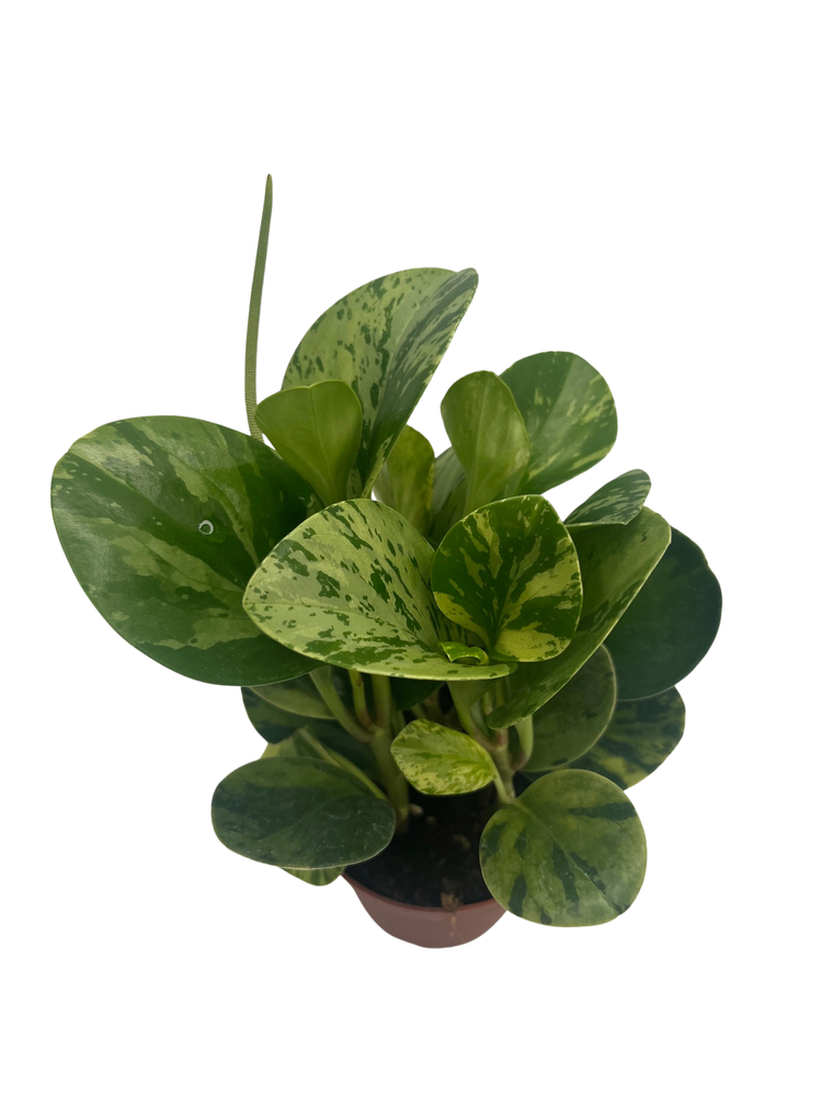 Marble Rubber Tree - 4" Pot - Peperomia obtusifolia