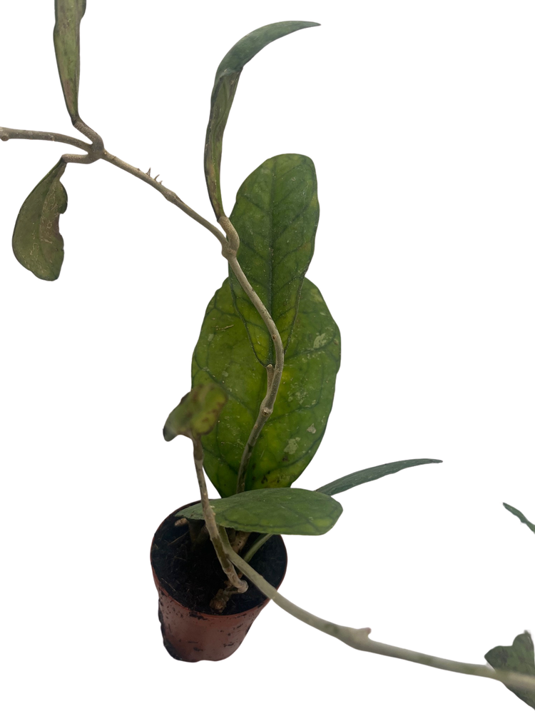 Hoya Finlaysonii - Live Vining Wax Plant - 2" Pot