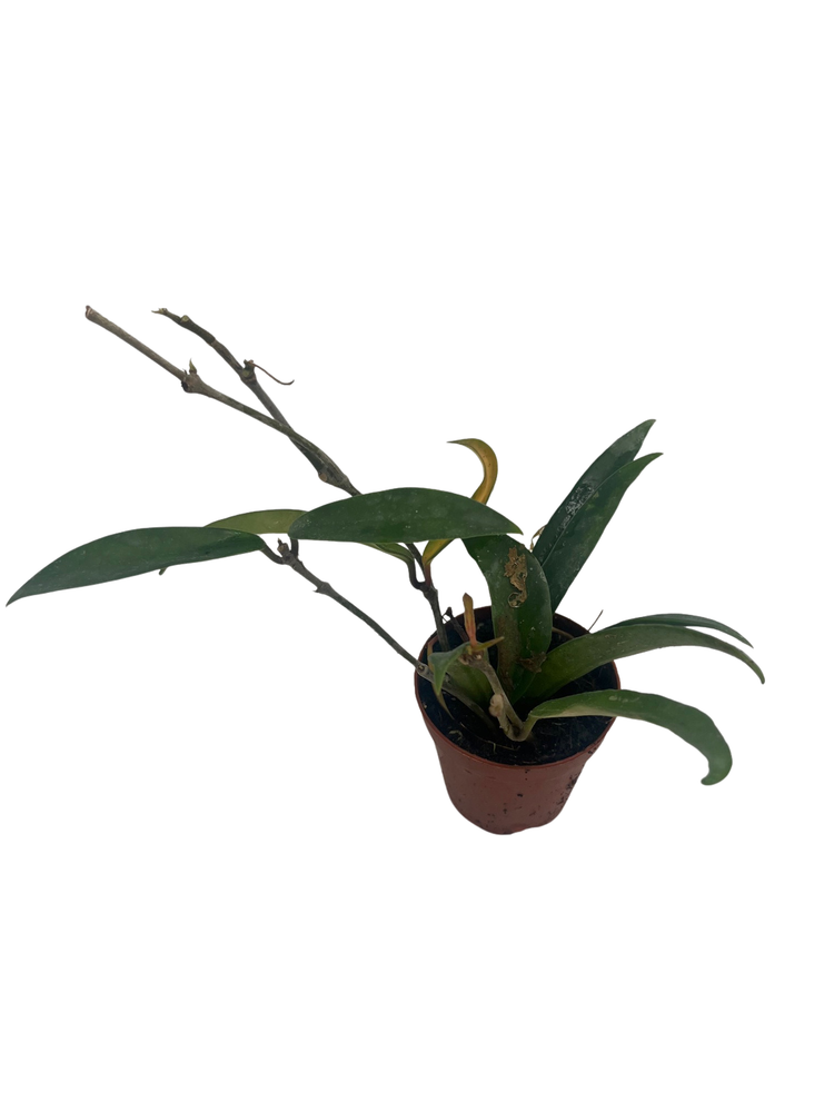 Hoya Minibelle - carnosa x shepherdii - Live Vining Wax Plant - 2" Pot