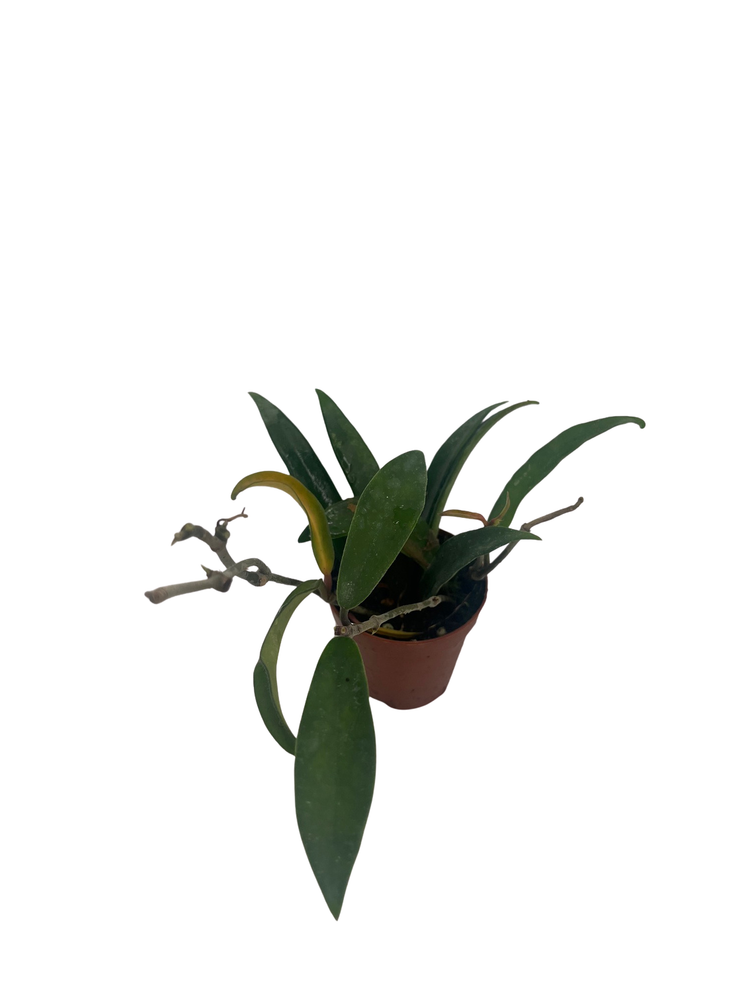 Hoya Minibelle - carnosa x shepherdii - Live Vining Wax Plant - 2" Pot