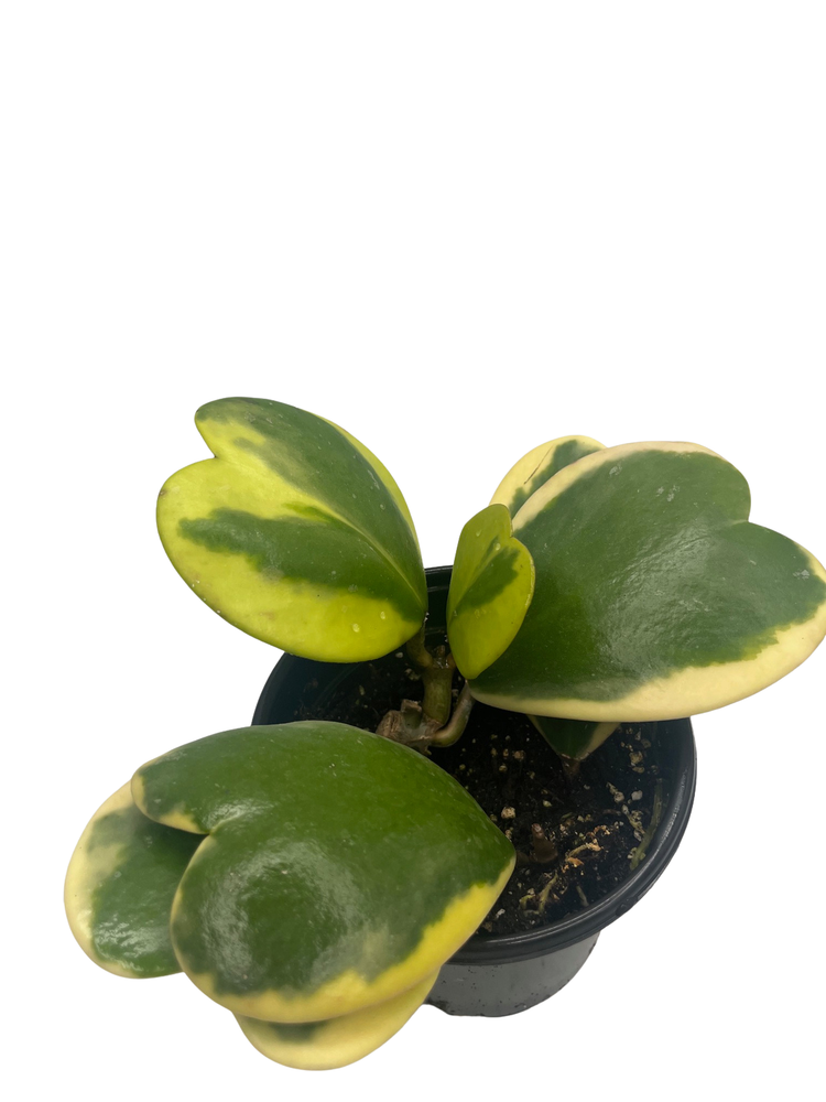Variegated Hoya Kerrii Albo - Sweetheart Hoya - Vining Wax Plant - 4" Pot
