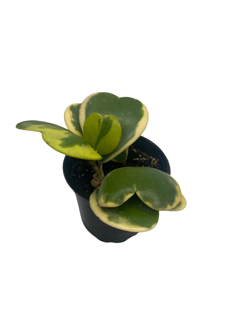 Variegated Hoya Kerrii Albo - Sweetheart Hoya - Vining Wax Plant - 4" Pot