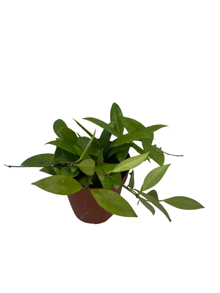 Hoya Memoria Wax Plant - Hoya Gracilis - Live Vining Houseplant - 4" Pot