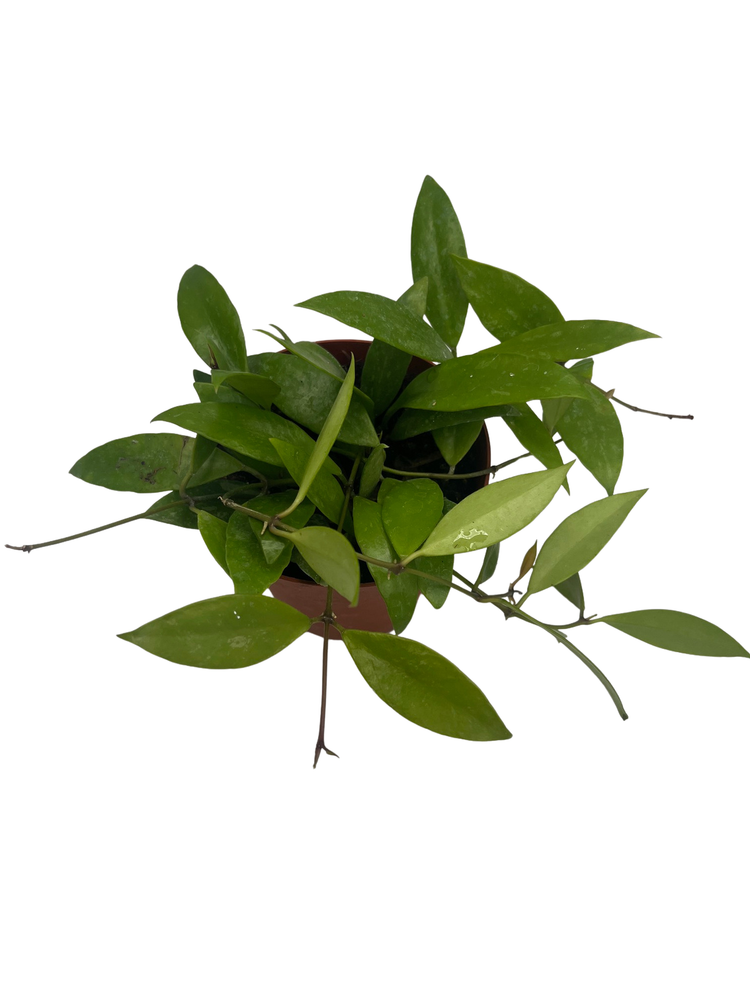 Hoya Memoria Wax Plant - Hoya Gracilis - Live Vining Houseplant - 4" Pot