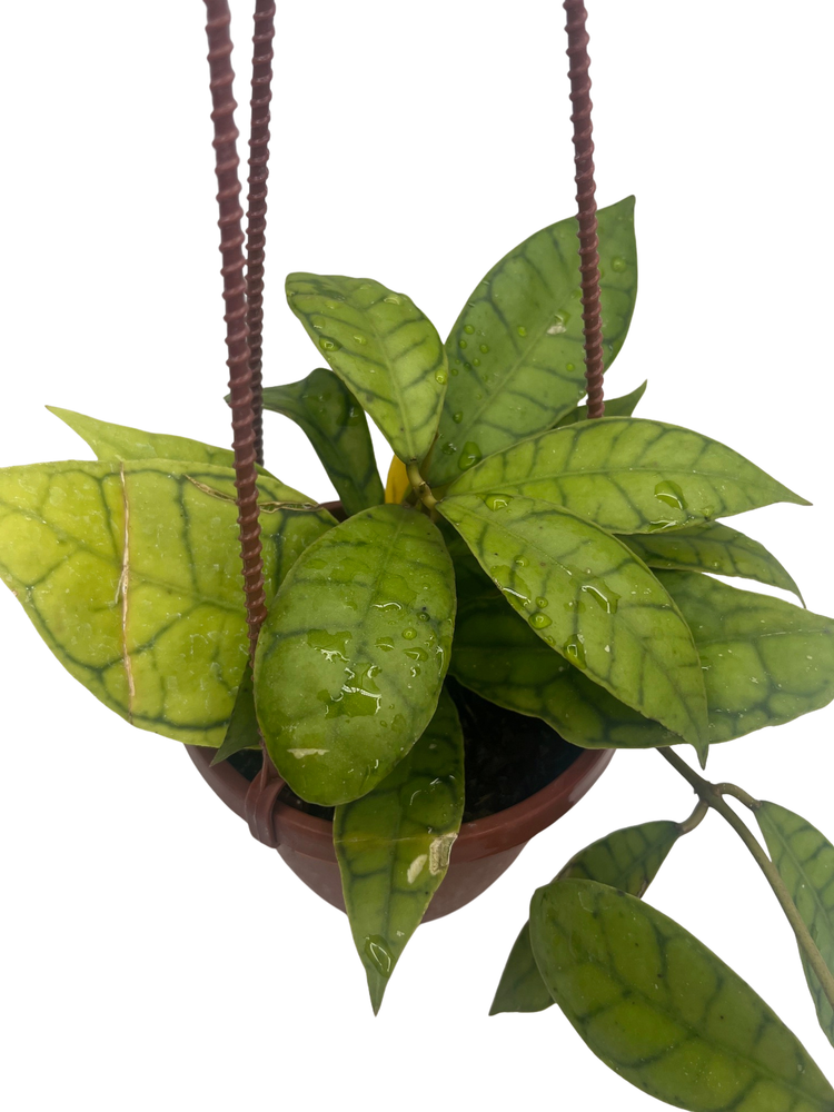 Callistophylla Hoya - 4" Hanging Basket - Rare Wax Plant - Vining Houseplant