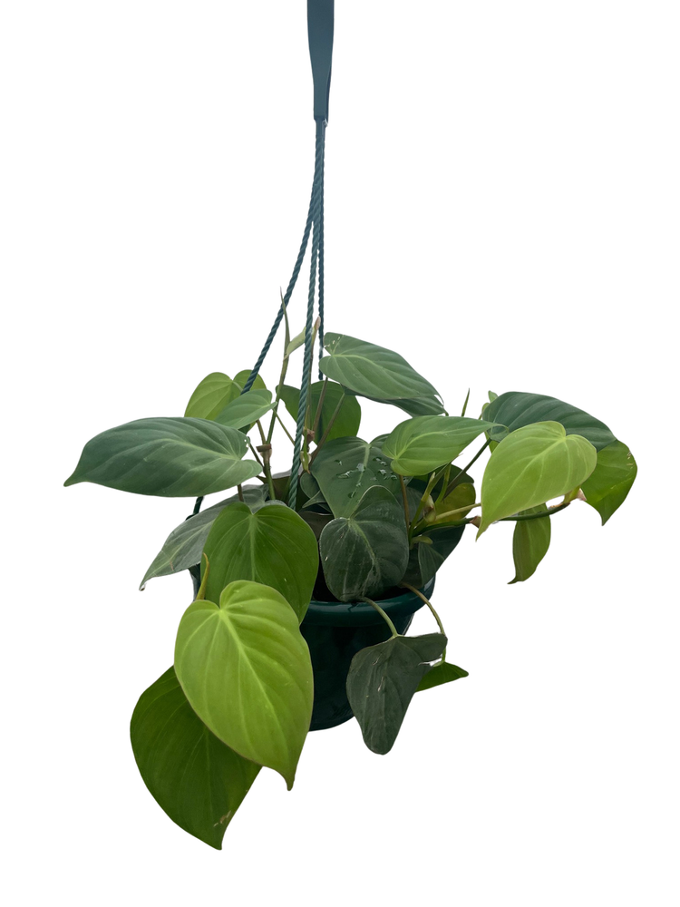 Green Satin Scindapsus - Live Vining Houseplant - 6" Hanging Basket