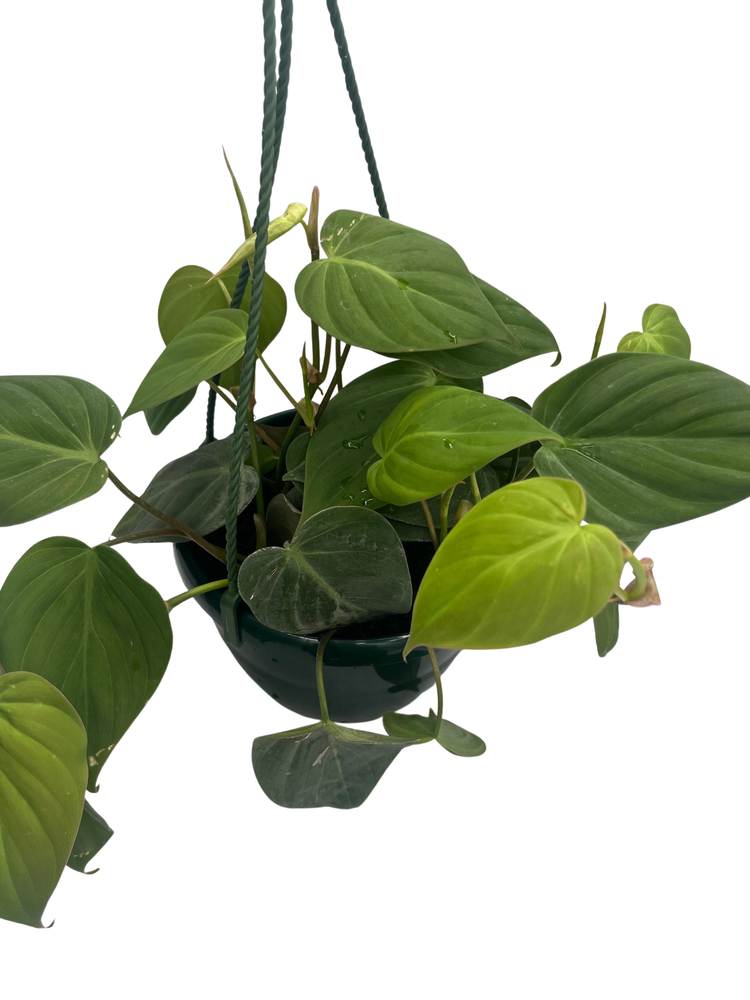 Green Satin Scindapsus - Live Vining Houseplant - 6" Hanging Basket