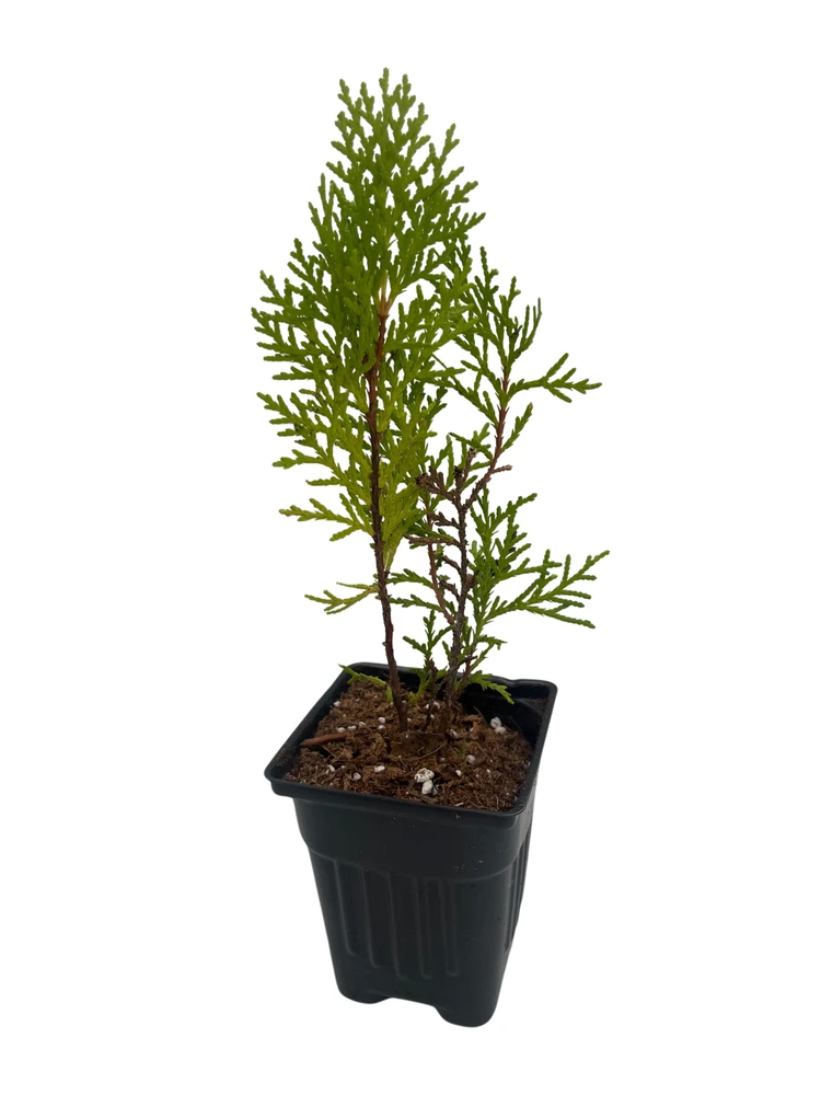 Berkman's Gold Tip Arborvitae - Thuja Orientalis - 4" pot - Evergreen