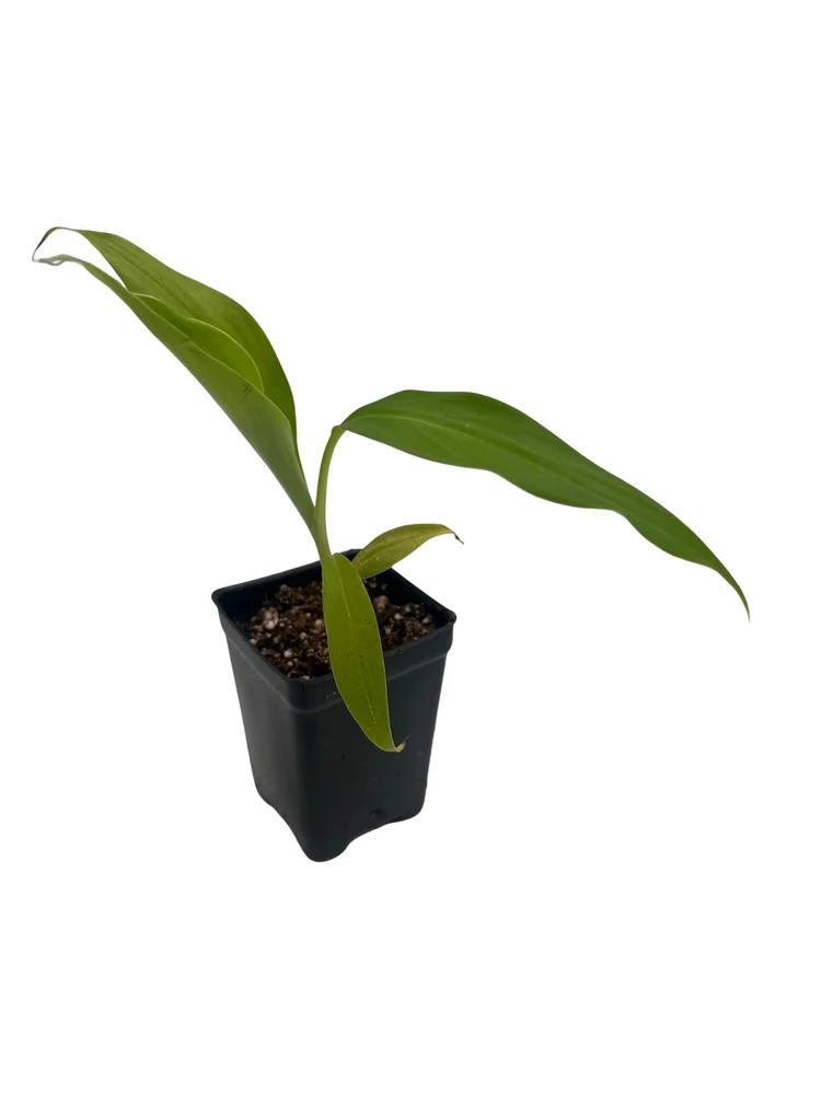 Red Tiger Banana Plant - Musa sikkimensis - Live Plant - 2.5" Pot