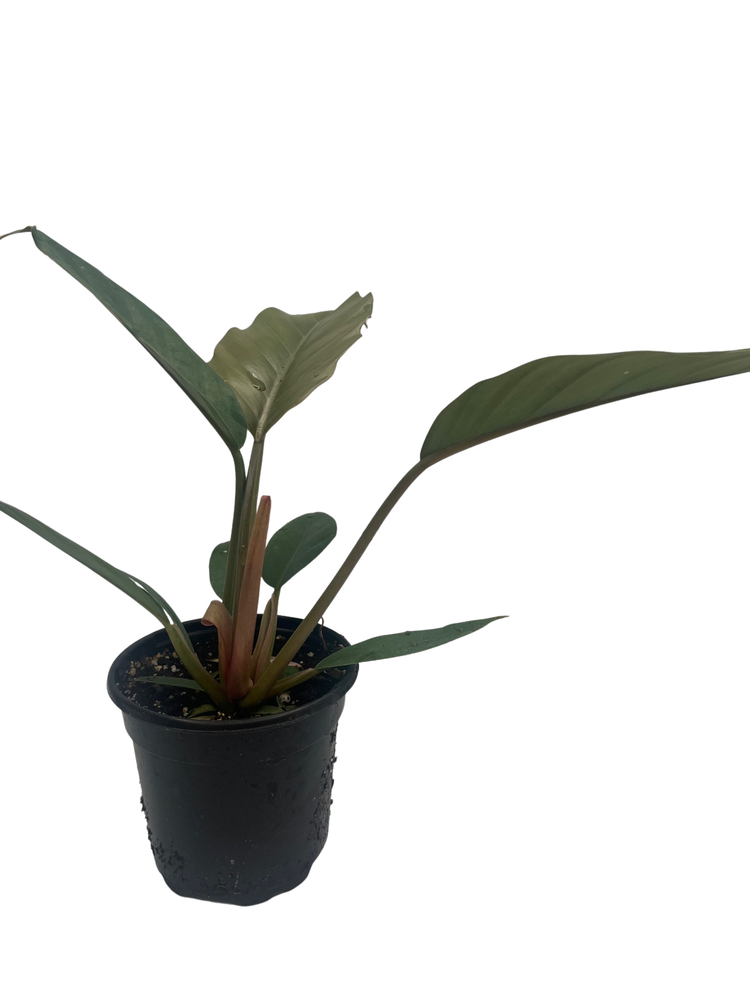 Chocolate Empress Philodendron - Live Houseplant - 4" Pot