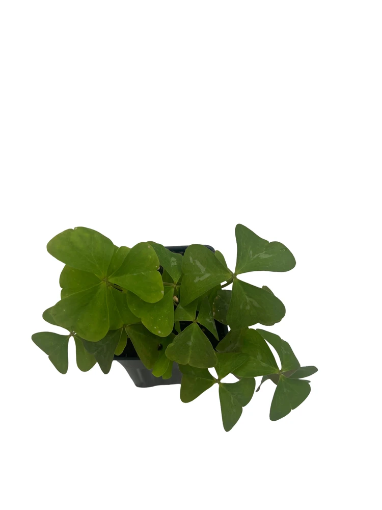 Silver Streak Shamrock Plant - Fanny Oxalis - Houseplant - 4" Pot