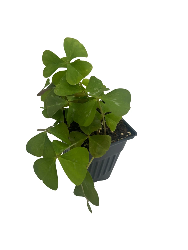 Silver Streak Shamrock Plant - Fanny Oxalis - Houseplant - 4" Pot