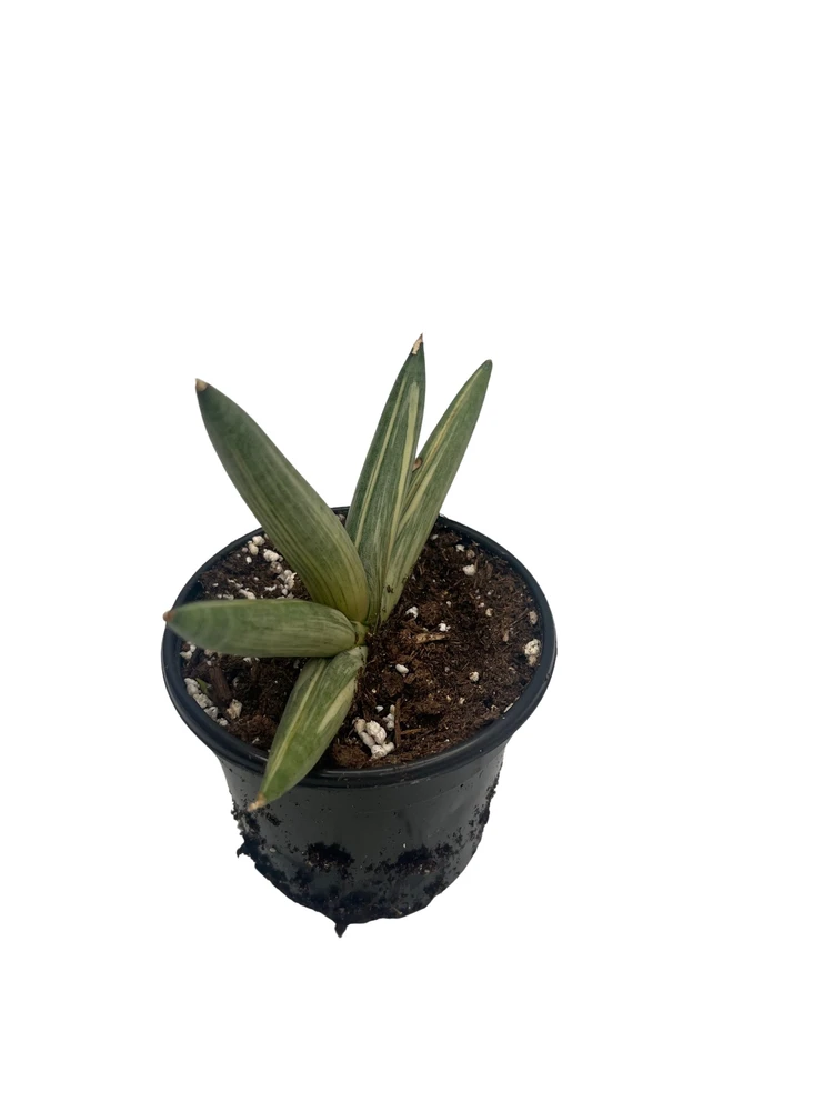 Rare Variegated Boncel Starfish Snake Plant -Sansevieria - Live Houseplant - 4" Pot