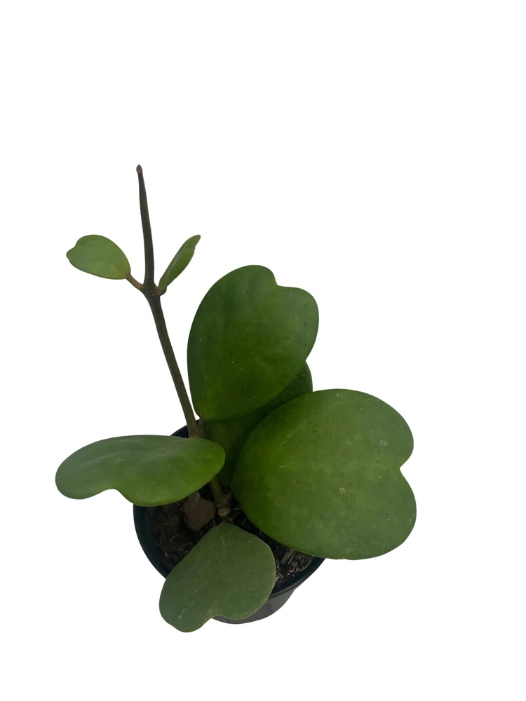 Vining Hoya Kerrii - Sweetheart Hoya - Wax Plant - 4" Pot