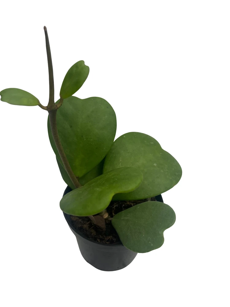 Vining Hoya Kerrii - Sweetheart Hoya - Wax Plant - 4" Pot