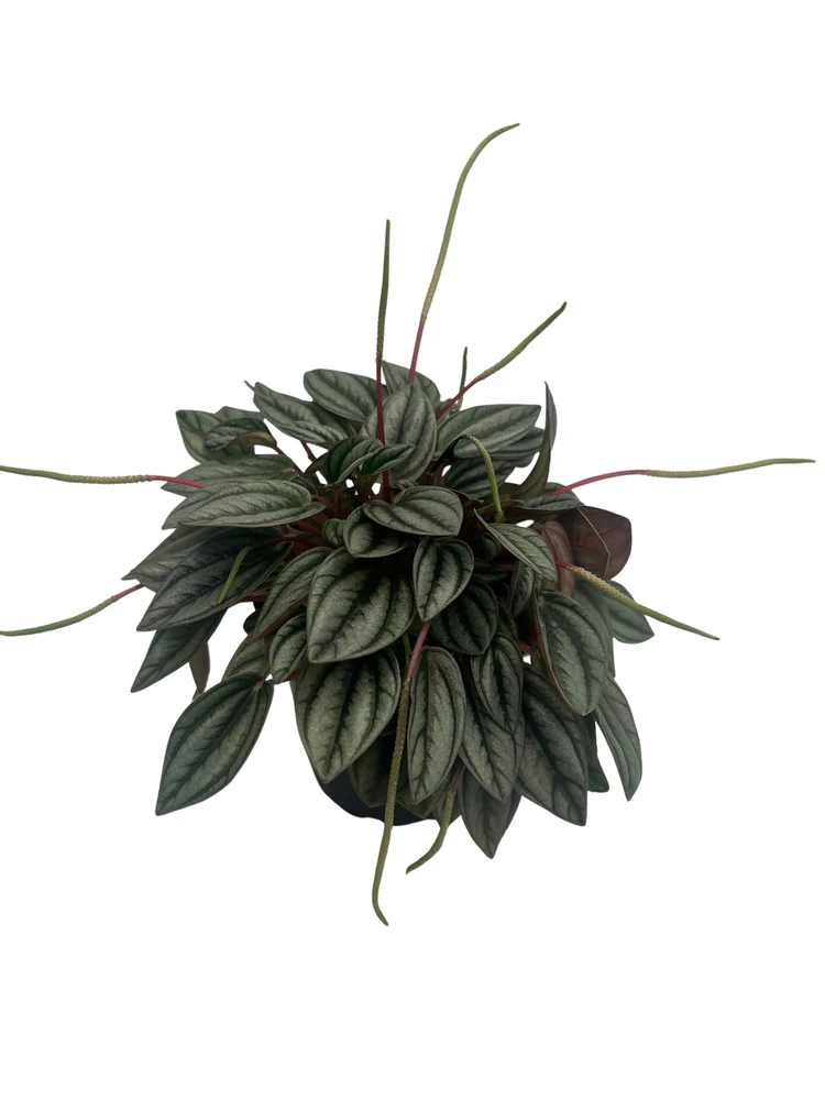 San Marino Peperomia - Peperomia caperata - Live Houseplant - 4" Pot