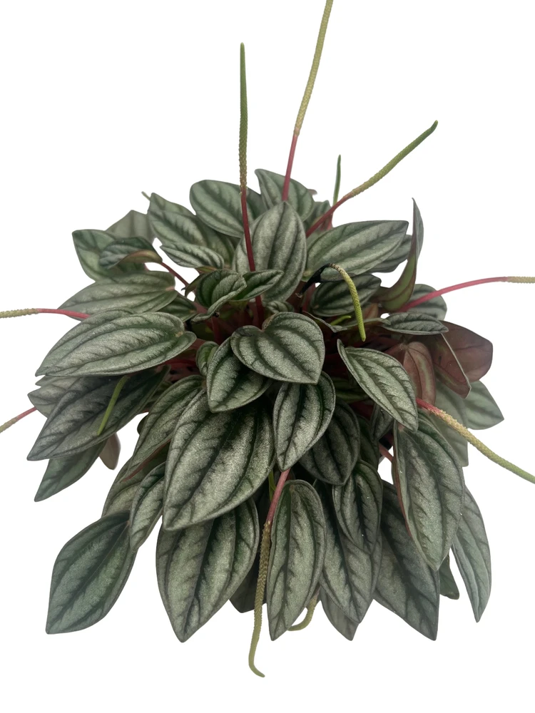 San Marino Peperomia - Peperomia caperata - Live Houseplant - 4" Pot