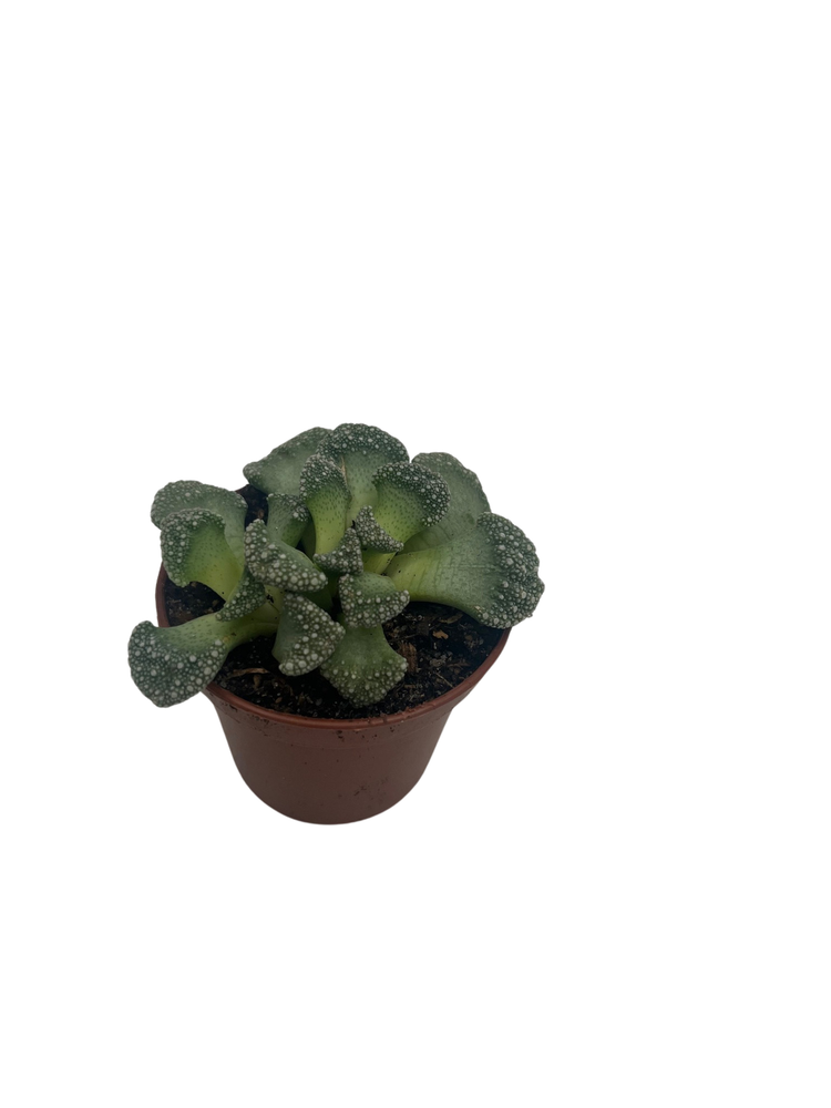 Dinosaur Foot Living Stone Plant - Titanopsis Calcarea - Collector's Series - 2" Pot