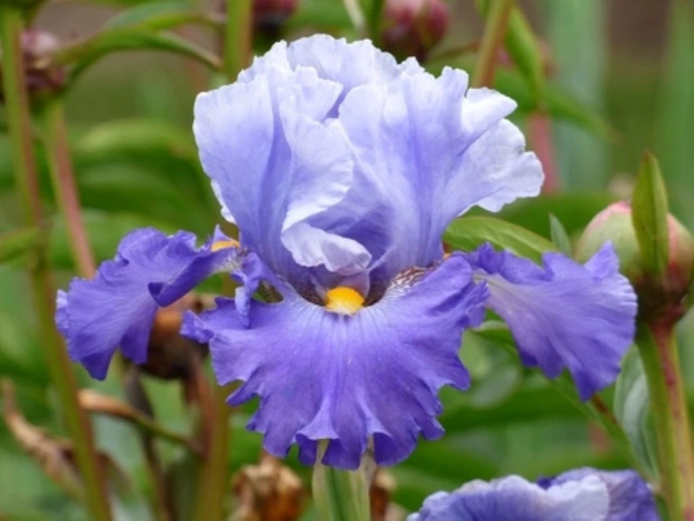 Cubs Win It German Bearded Iris - One Top Size Rhizome