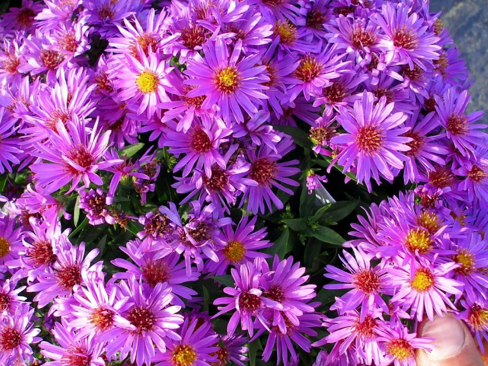 Wood's Purple Aster - Gallon Pot - Fall Blooming Perennial