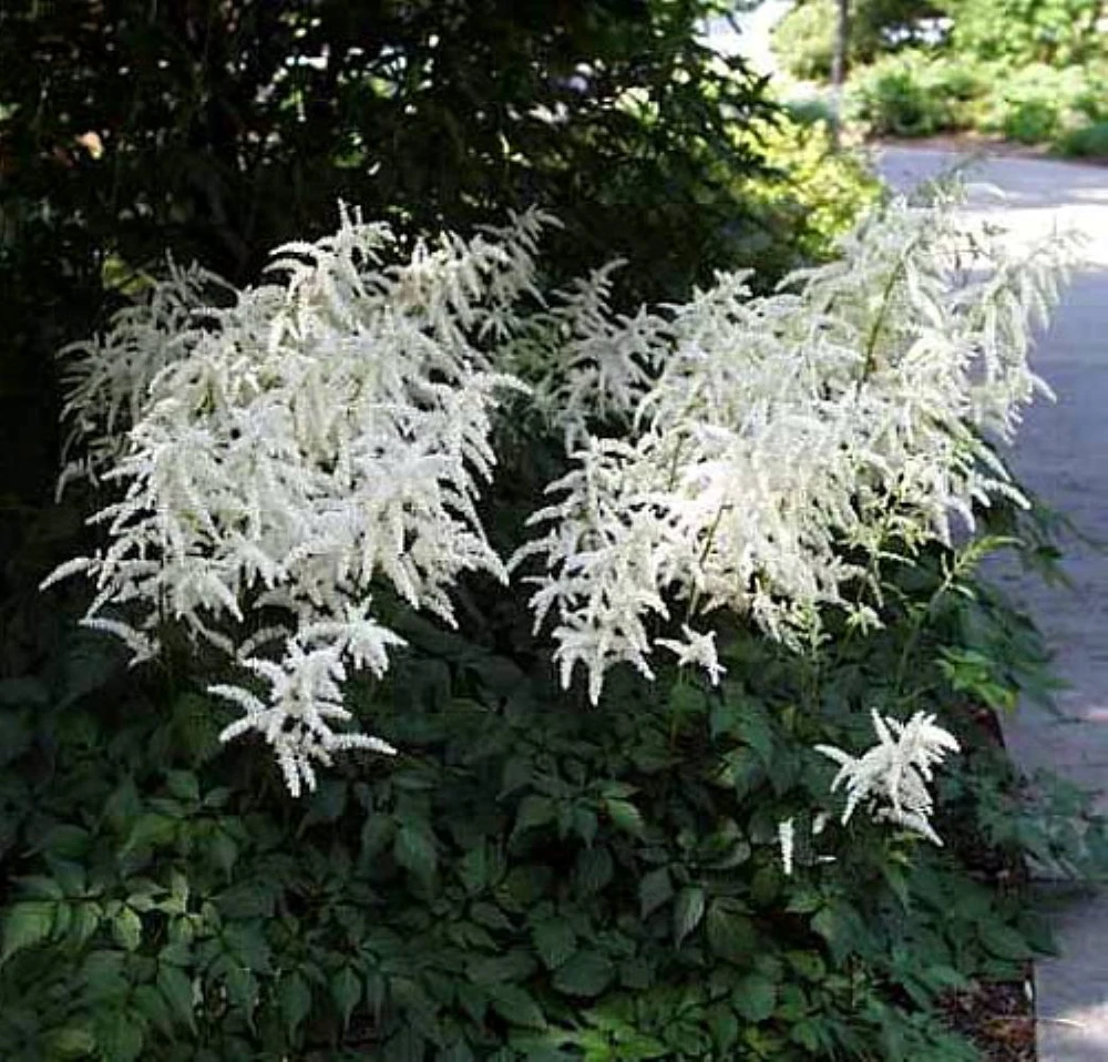 Deutschland False Spirea - Astilbe arendsii - Very Hardy - Gallon Pot