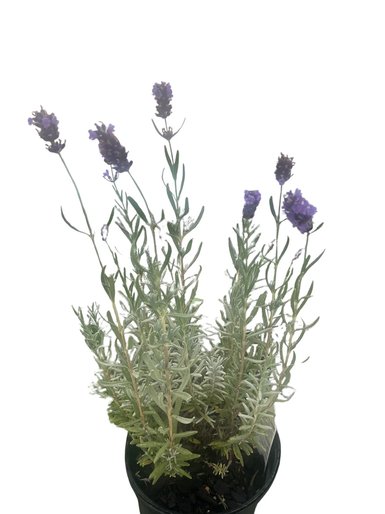 Hidcote Blue Lavender Herb - Lavandula angustifolia - Live Plant - Gallon Pot