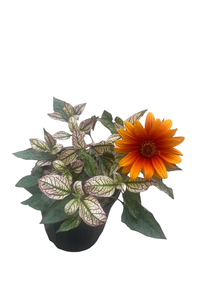 Orange Marble False Sunflower - Heliopsis helianthoides - Perennial - Gallon Pot