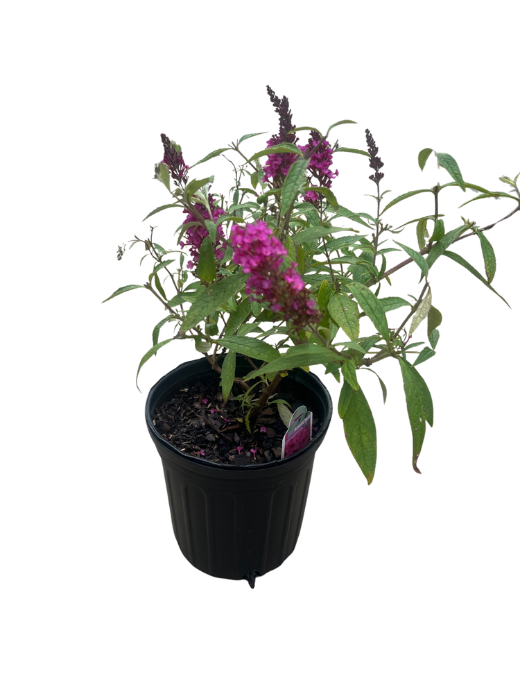 Buzz Hot Raspberry Dwarf Butterfly Bush - Compact Buddleia - Gallon Pot