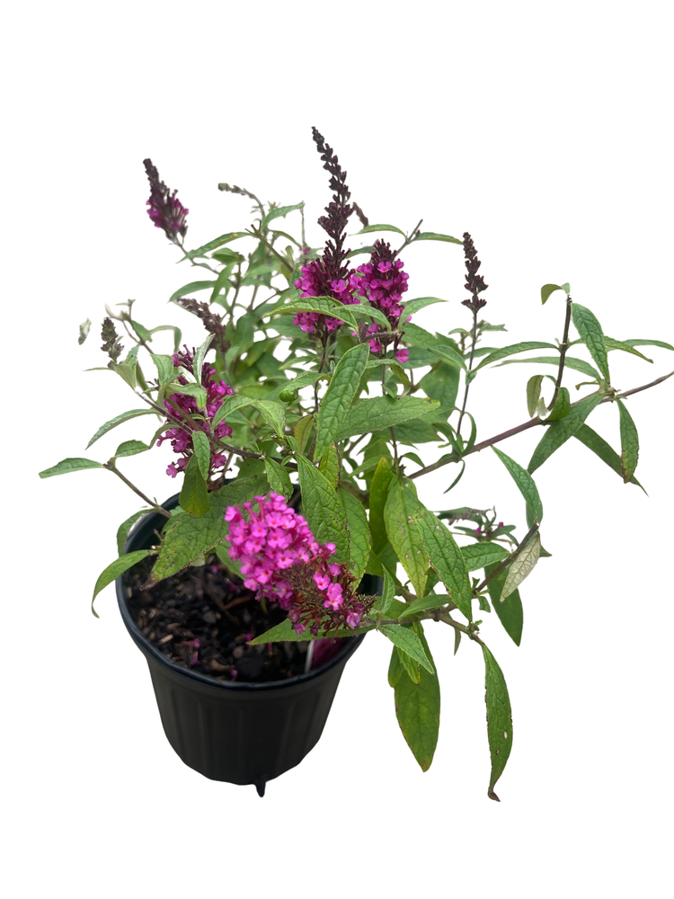 Buzz Hot Raspberry Dwarf Butterfly Bush - Compact Buddleia - Gallon Pot