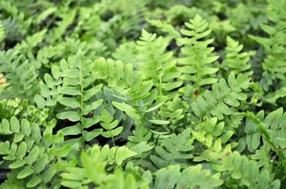 Christmas Fern - Polystichum acrostichoides - Quart Pot - Shade Loving - Perennial