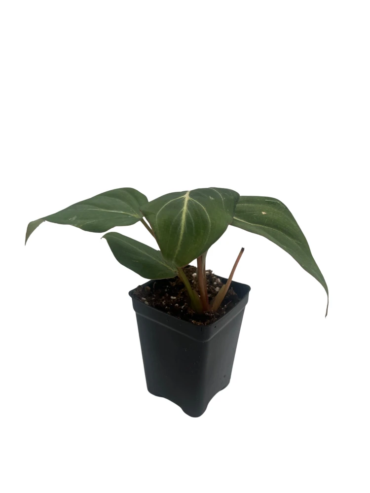 Rare Gloriosum Philodendron - 2.5" Pot - Live Houseplant