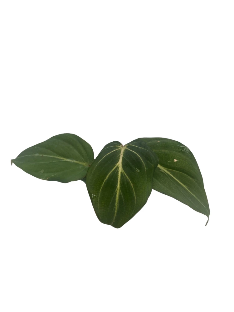 Rare Gloriosum Philodendron - 2.5" Pot - Live Houseplant