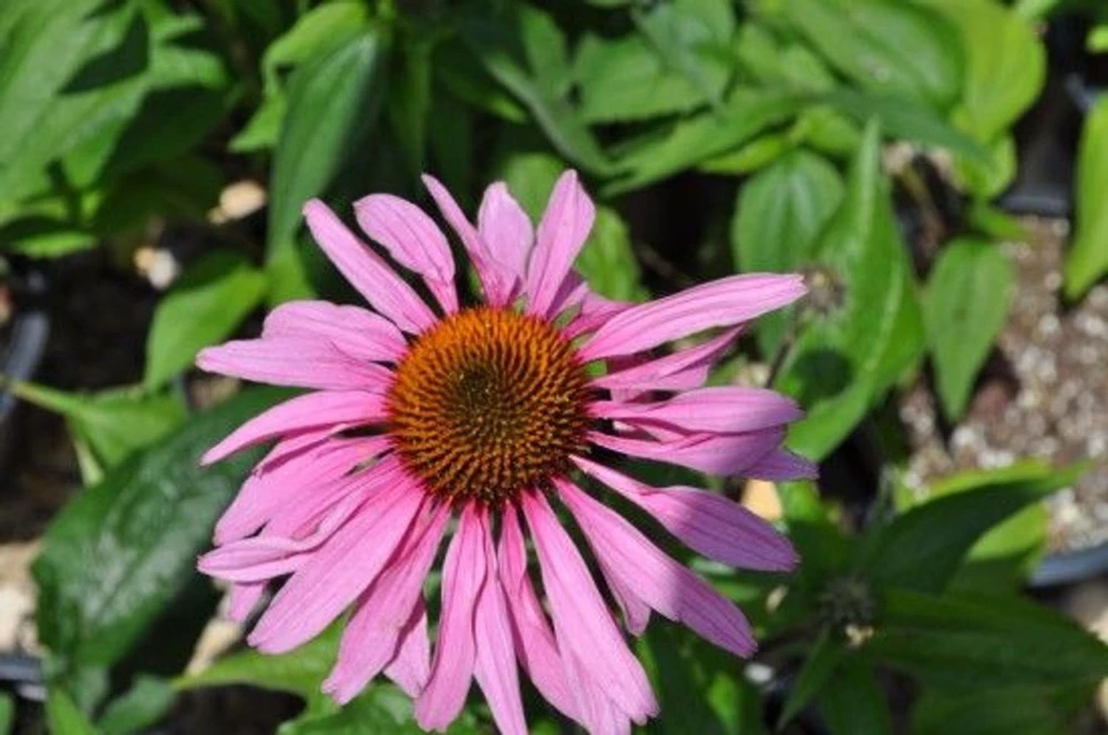 Magnus Coneflower - Echinacea Purpurea - Quart Pot -Perennial