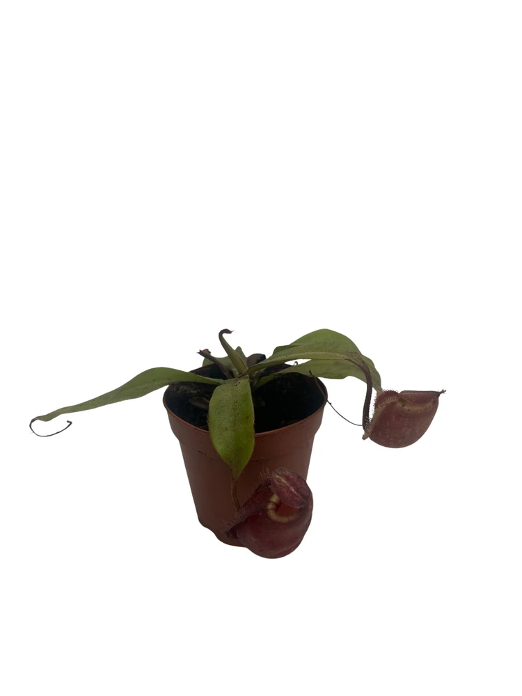 Black Miracle Pitcher Plant - Nepenthes ventricosa x ampullaria - Carnivorous - 2" Pot