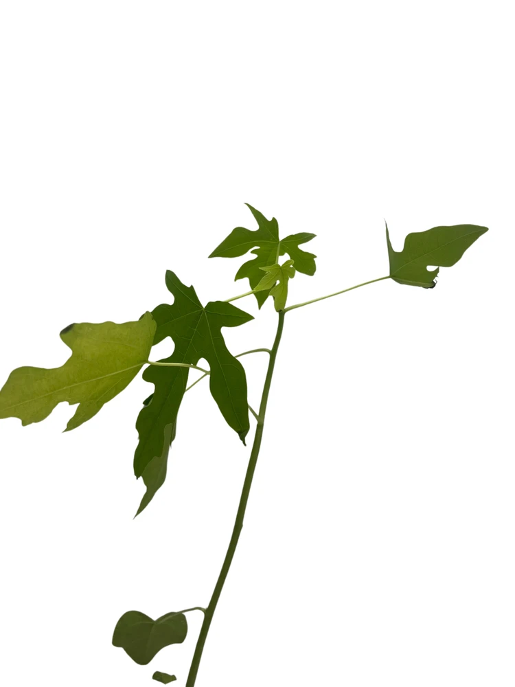 Dwarf Papaya Plant - Carica papaya - 4" Pot