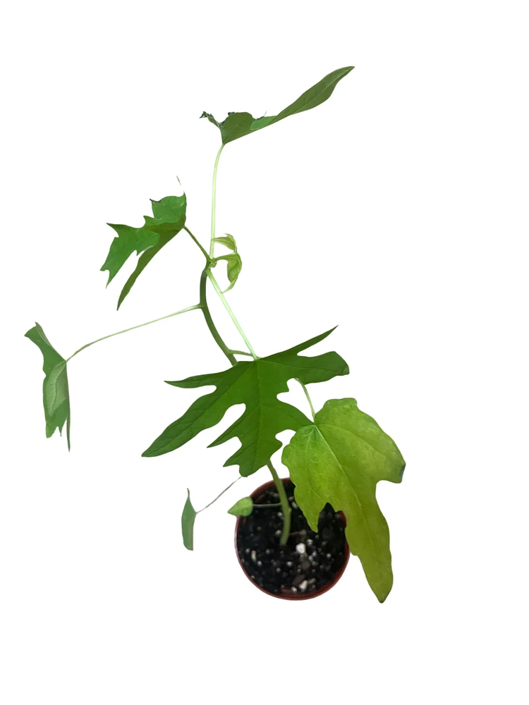 Dwarf Papaya Plant - Carica papaya - 4" Pot