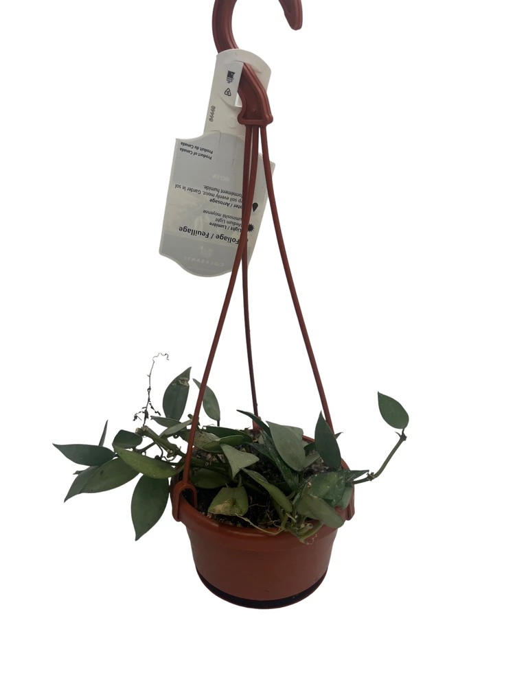 Hoya Arctic Houseplant - 4" Hanging Basket - Trailing Wax Plant