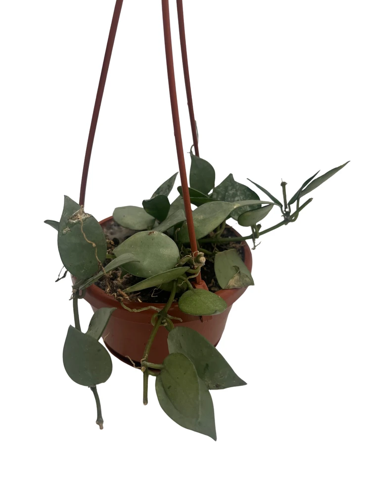 Hoya Arctic Houseplant - 4" Hanging Basket - Trailing Wax Plant