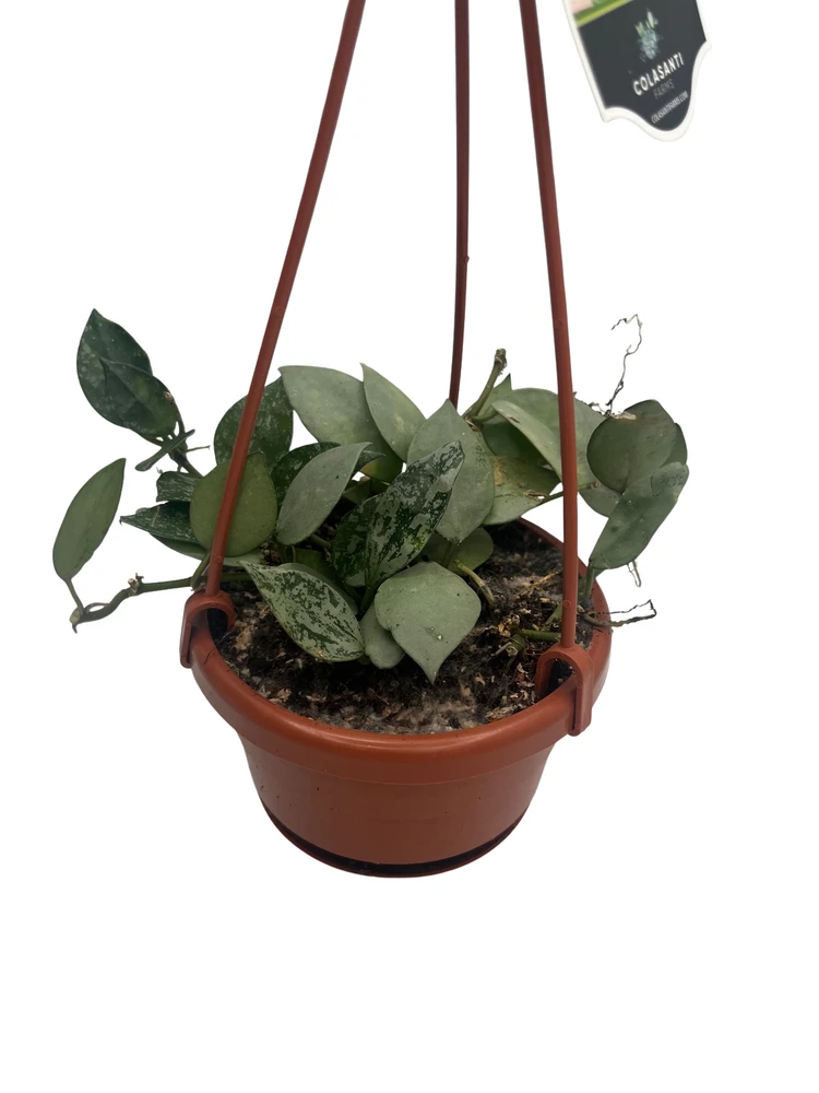 Hoya Arctic Houseplant - 4" Hanging Basket - Trailing Wax Plant