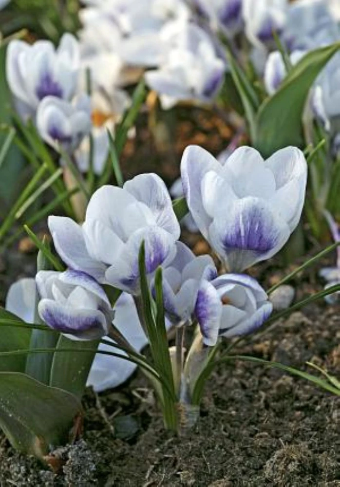 Prince Claus Snow Crocus - Very Hardy! - 5/+ cm Bulbs - 20 Bulbs
