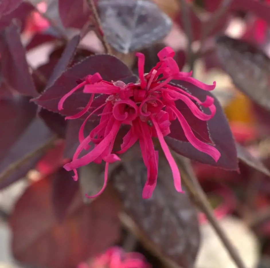Jazz Hands Velvet® Chinese Fringe Flower - Loropetalum - 4" pot - Proven Winners