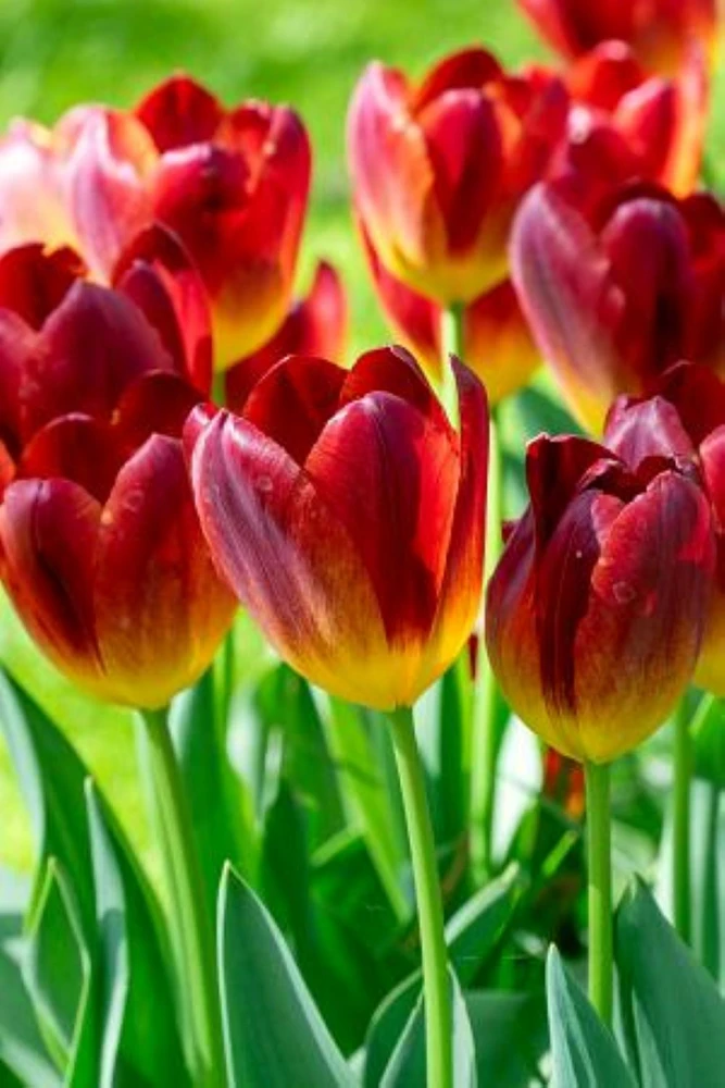 Amber Glow Triumph Tulip - 5 Bulbs - 12/+ cm Bulbs