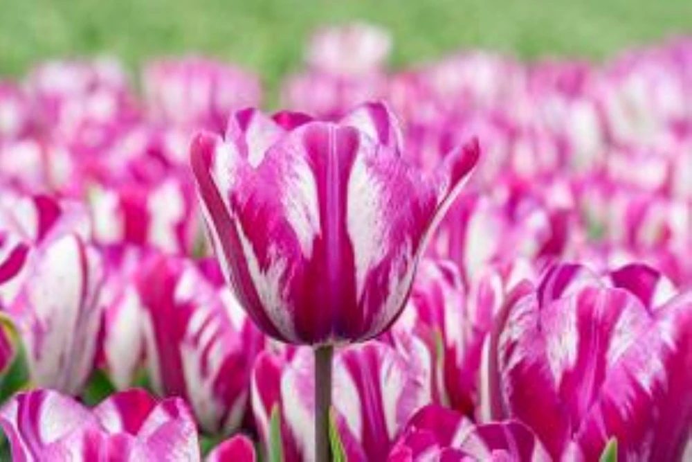 Ohio Triumph Tulip - 5 Bulbs - 12/+ cm Bulbs