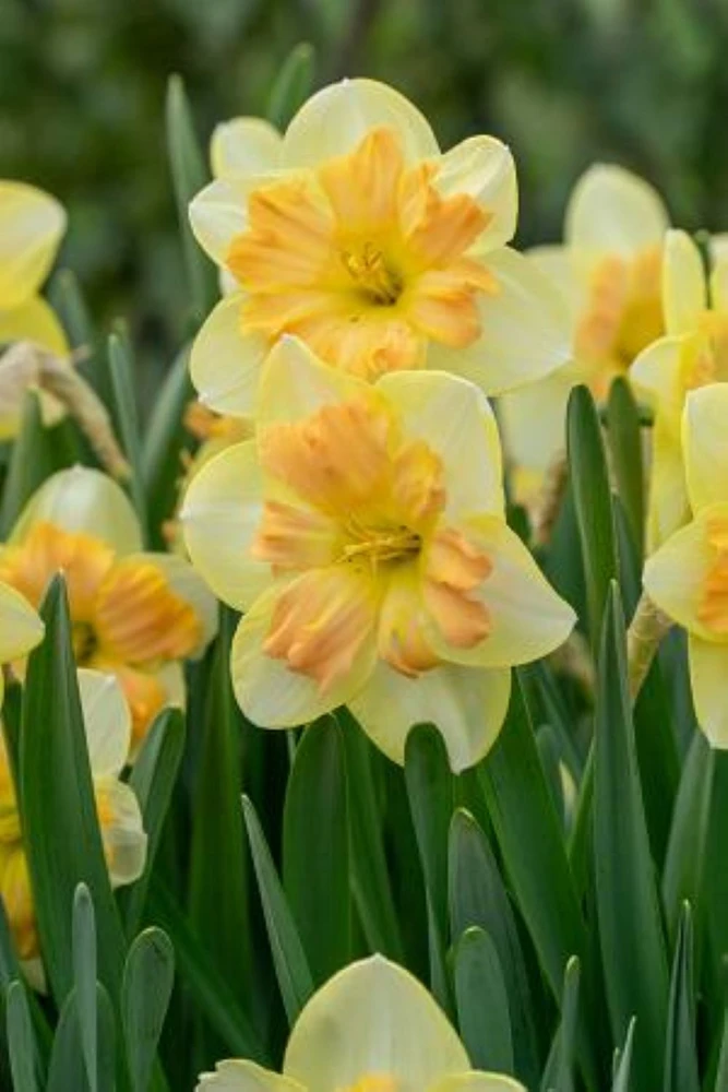 Peachy Dream Daffodil - 5 Bulbs 14/16 cm Bulbs