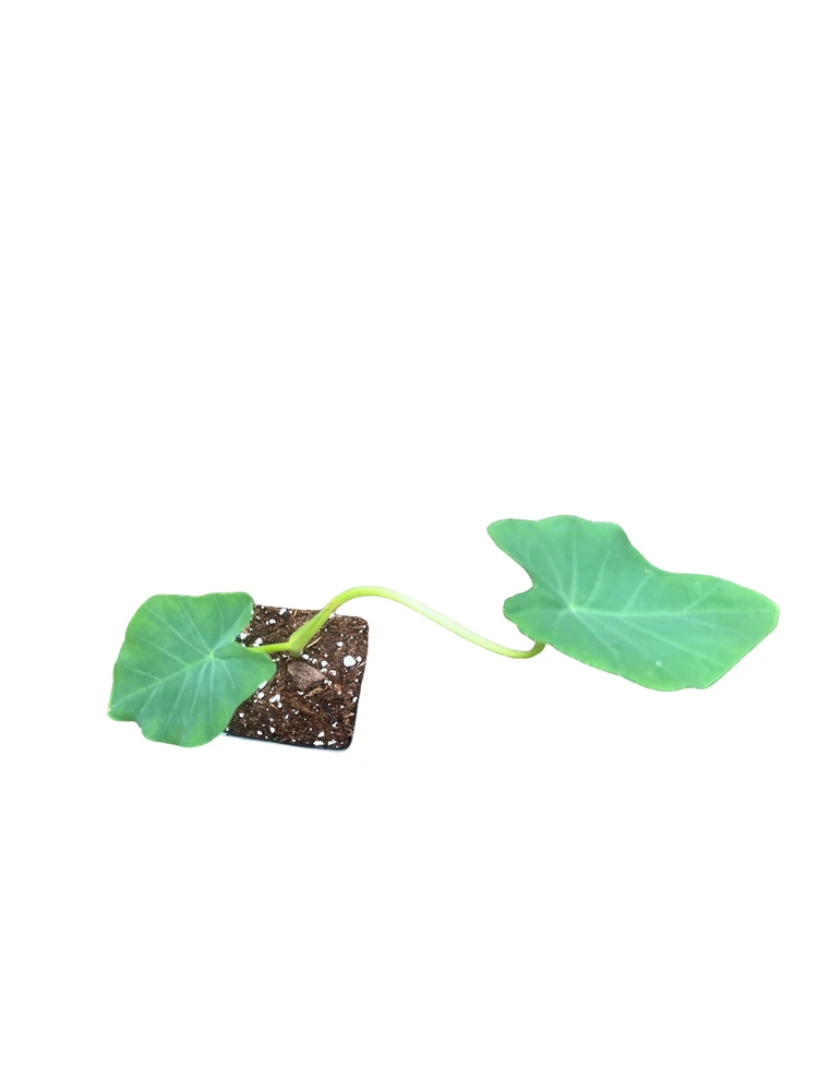 Jack's Giant Elephant Ear Plant - Colocasia Esculenta - 2.5 " Pot
