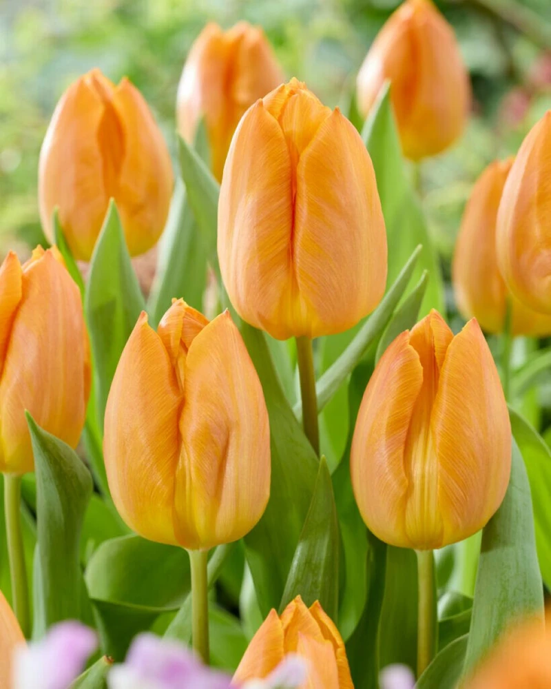 Sunrise Prince Single Early Tulip - 5 Bulbs - 12/+ cm Bulbs